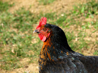 coq