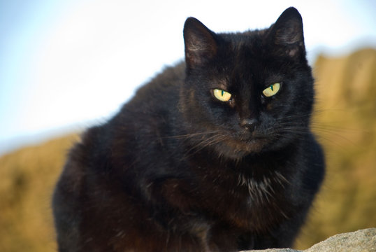 Black Cat With Yellow Eyes Sitting On Wall