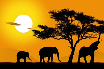 Afrique - 3 éléphants - obrazy, fototapety, plakaty