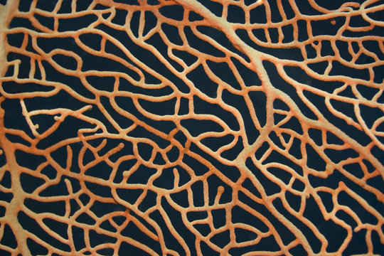 Texture of the sea coral