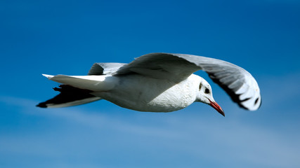 Close-up of seagull, flying over blue sky