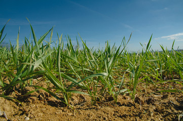 jeunes plants de blé