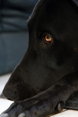 wiemerana x doberman