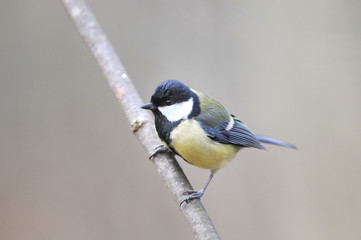 Obraz premium Mésange charbonnière Parus major