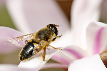 A syrphe on a Magnolia stellata 'Royal Star'
