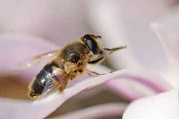 A syrphe on a Magnolia stellata 'Royal Star'