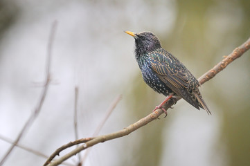 ETOURNEAU SANSONNET  Sturnus vulgaris 
