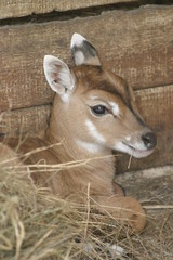 The young deer laying on hay