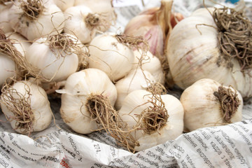 On a photo garlic on the old newspaper