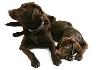 Two Chocolate Labrador Retriever Brothers