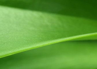 Plant leaf