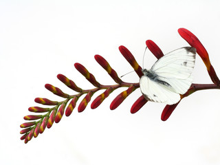 white butterfly on red flower, isolated on white - 6490774