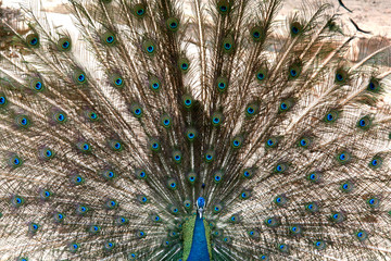 Fototapeta premium Peacock - Singapore Zoo, Singapore