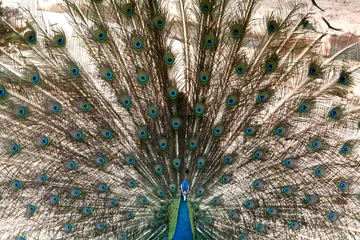 Fotobehang Peacock - Singapore Zoo, Singapore © Sam D'Cruz