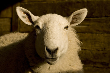 sheep