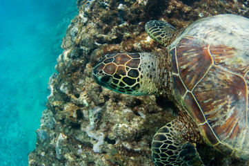 close up of sea turtle