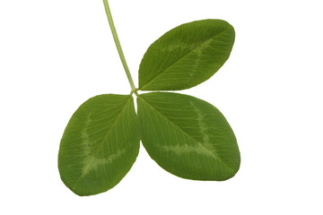 Fototapeta na wymiar Leaf of red clover, isolated on white background