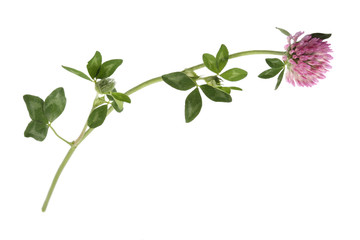 Branch of red clover, isolated on white background