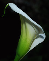 Calla