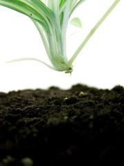 Baby spider plant moving toward the earth where it will root