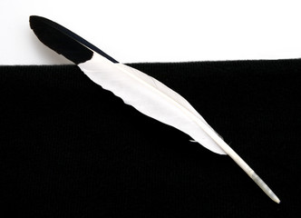 Black and White Bird Feather