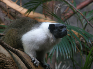 Singe dans jungle