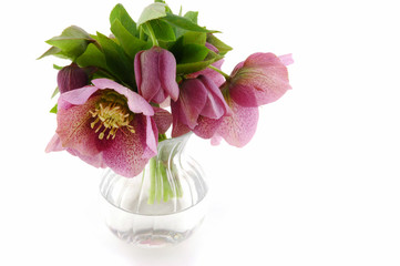 Hellebore