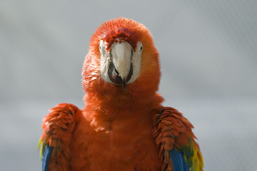 Macaw