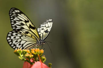 Fototapeta na wymiar Tree Nymph Butterfly