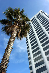 Fototapeta na wymiar Palm tree in California