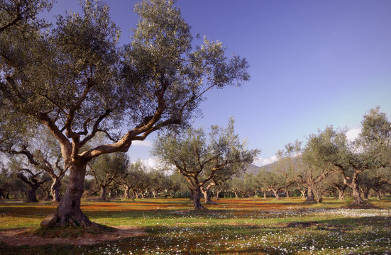 Olive Tree Field In Kalamata, Greece