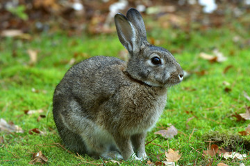 wild rabbit on grass - 6495385
