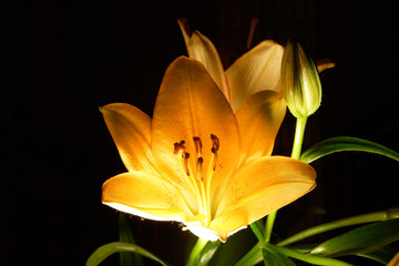 Obraz premium Lily flower