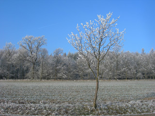 Frozen tree
