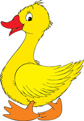 Yellow duck 