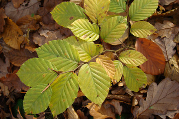                                Feuilles de charme,Aisne,picardie