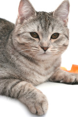 Fototapeta premium Sight of a small grey kitten