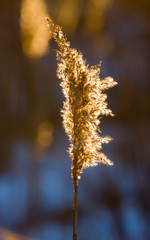Naklejka premium The panicle