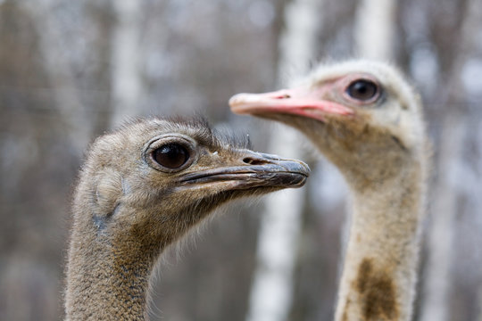 Pretty ostriches