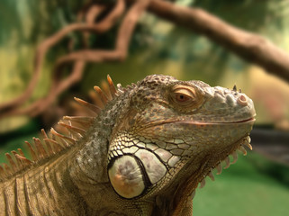 iguana