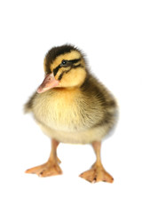 Small black with yellow a duck on a white background