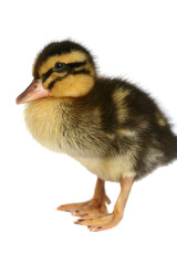 Small black with yellow a duck on a white background