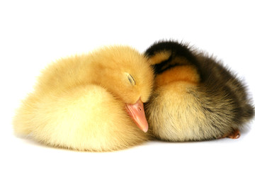 Two small ducks together on a white background