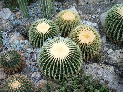 Kaktus 2
