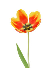 alone tulip