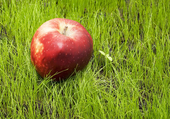 apple on green grass
