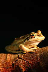 Western Green Tree Frog