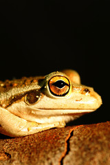 Western Green Tree Frog