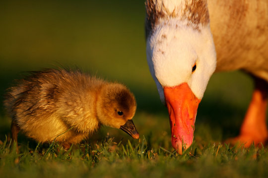 Goose Cygnet