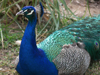 Fototapeta premium Pavo Real, Ayamonte